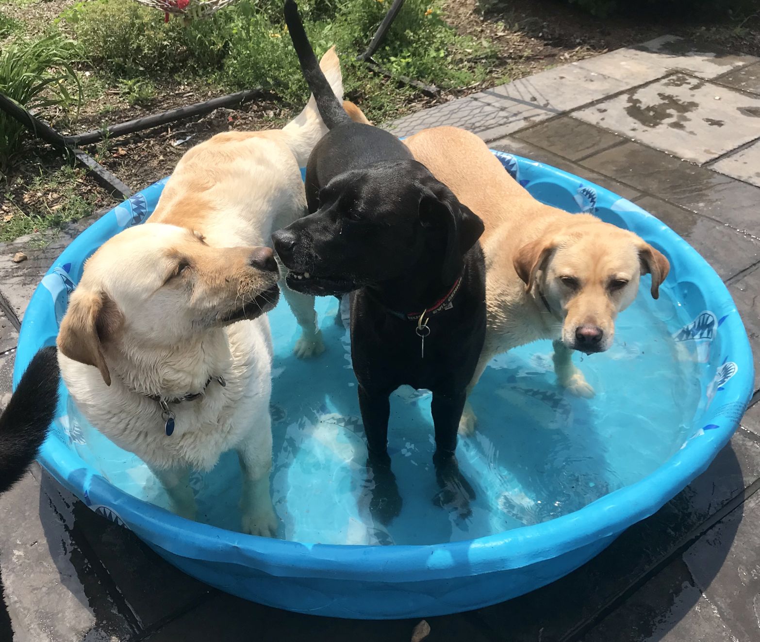 Lab Rescue - Pearlie and friends.jpg